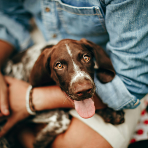 Paws and Play Experience