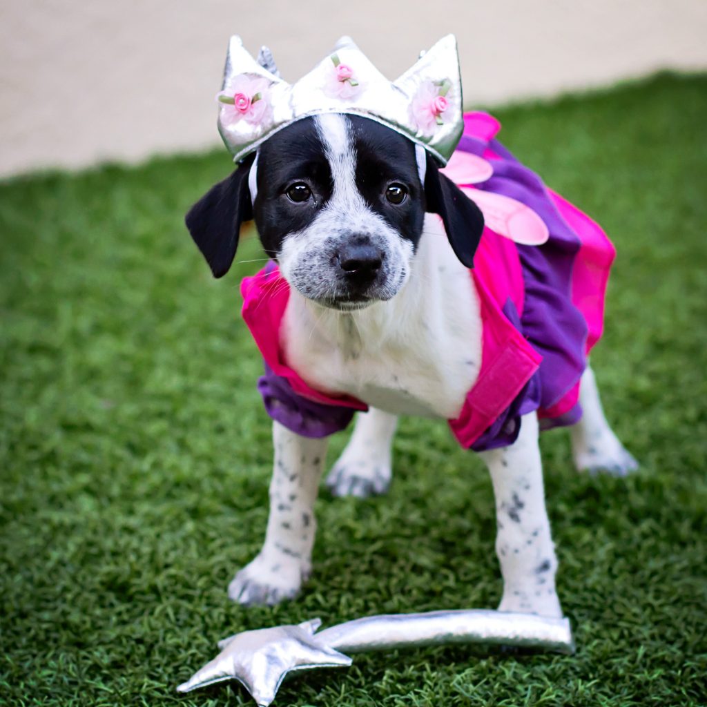 Puppies for Adoption | Humane Society Naples Non-Profit Animal Shelter Collier County